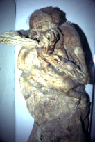 Mexican Mummy Vertical